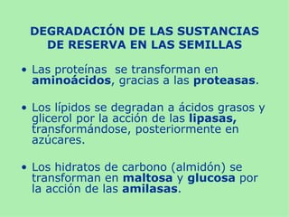 DEGRADACIÓN DE LAS SUSTANCIAS
   DE RESERVA EN LAS SEMILLAS

• Las proteínas se transforman en
  aminoácidos, gracias a las proteasas.

• Los lípidos se degradan a ácidos grasos y
  glicerol por la acción de las lipasas,
  transformándose, posteriormente en
  azúcares.

• Los hidratos de carbono (almidón) se
  transforman en maltosa y glucosa por
  la acción de las amilasas.
 