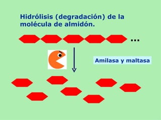 Hidrólisis (degradación) de la
molécula de almidón.

                                 ...

                     Amilasa y maltasa
 