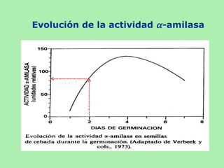 Evolución de la actividad α -amilasa
 