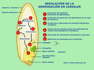 REGULACIÓN DE LA
Cubierta seminal                             GERMINACIÓN EN CEREALES

Capa de aleurona                                     Activación del embrión.
                                                 1   Liberación de giberelinas

                                     4               Inducción de genes por las giberelinas en la capa
                                                 2   de aleurona.
                           Endospermo
                       3                         3   Producción y liberación de enzimas hidrolíticos
                   Enzimas                           (amilasa).

                                         5           Acción de las enzimas sobre los materiales de
                                                 4   reserva del endospermo (almidón).
                              Nutrientes
                   2
                                                 5   Liberación de nutrientes (monómeros/ glucosa)

                       Giberelinas               6   Absorción de nutrientes por el embrión.

                                               Cotiledón
                                   6

                                               Coleoptilo

                                               Ápice caulinar    Embrión
                               1
                                               Eje hipocótilo/
                                               radícula


                                               Ápice radical           http://www.euita.upv.es
 