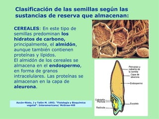Clasificación de las semillas según las
sustancias de reserva que almacenan:

CEREALES: En este tipo de
semillas predominan los
hidratos de carbono,
principalmente, el almidón,
aunque también contienen
proteínas y lípidos.
El almidón de los cereales se
almacena en el endospermo,
en forma de granos
intracelulares. Las proteínas se
almacenan en la capa de
aleurona.


 Azcón-Nieto, J y Talón M. 1993. “Fisiología y Bioquímica
        vegetal”. Interamericana/ McGraw-Hill
 