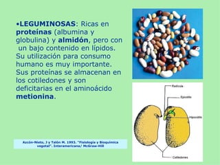 •LEGUMINOSAS: Ricas en
proteínas (albumina y
globulina) y almidón, pero con
 un bajo contenido en lípidos.
Su utilización para consumo
humano es muy importante.
Sus proteínas se almacenan en
los cotiledones y son
deficitarias en el aminoácido
metionina.




 Azcón-Nieto, J y Talón M. 1993. “Fisiología y Bioquímica
        vegetal”. Interamericana/ McGraw-Hill
 