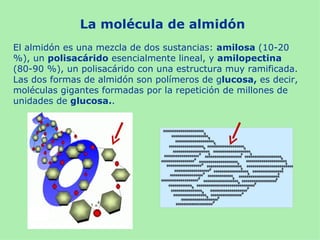 La molécula de almidón
El almidón es una mezcla de dos sustancias: amilosa (10-20
%), un polisacárido esencialmente lineal, y amilopectina
(80-90 %), un polisacárido con una estructura muy ramificada.
Las dos formas de almidón son polímeros de glucosa, es decir,
moléculas gigantes formadas por la repetición de millones de
unidades de glucosa..
 