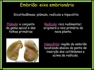 Embrião: eixo embrionário
Dicotiledôneas: plúmula, radícula e hipocótilo
Plúmula: o conjunto
da gema apical e das
folhas primárias

Radícula: raiz rudimentar;
originará a raiz primária da
nova planta.

Hipocótilo: região do embrião
localizada abaixo do ponto de
inserção dos cotilédones e
acima da radícula.

 