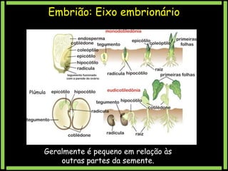 Embrião: Eixo embrionário

Plúmula

Geralmente é pequeno em relação às
outras partes da semente.

 