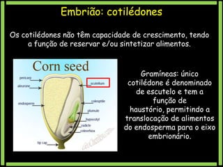Embrião: cotilédones
Os cotilédones não têm capacidade de crescimento, tendo
a função de reservar e/ou sintetizar alimentos.

Gramíneas: único
cotilédone é denominado
de escutelo e tem a
função de
haustório, permitindo a
translocação de alimentos
do endosperma para o eixo
embrionário.

 