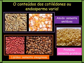 O conteúdos dos cotilédones ou
endosperma varia!
Amido: semente
amilácea

Protéina:
semente protéica
Lipídeo: semente oleaginosa

 