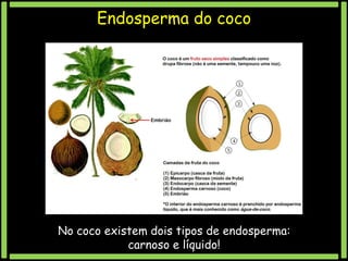 Endosperma do coco

No coco existem dois tipos de endosperma:
carnoso e líquido!

 