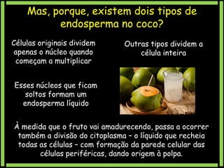 Mas, porque, existem dois tipos de
endosperma no coco?
Células originais dividem
apenas o núcleo quando
começam a multiplicar

Outras tipos dividem a
célula inteira

Esses núcleos que ficam
soltos formam um
endosperma líquido
À medida que o fruto vai amadurecendo, passa a ocorrer
também a divisão do citoplasma – o líquido que recheia
todas as células – com formação da parede celular das
células periféricas, dando origem à polpa.

 