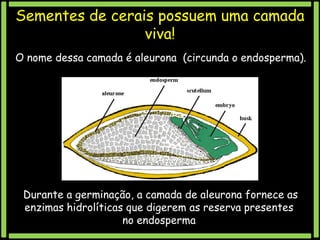 Sementes de cerais possuem uma camada
viva!
O nome dessa camada é aleurona (circunda o endosperma).

Durante a germinação, a camada de aleurona fornece as
enzimas hidrolíticas que digerem as reserva presentes
no endosperma

 