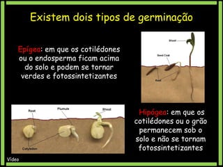 Existem dois tipos de germinação
Epígea: em que os cotilédones
ou o endosperma ficam acima
do solo e podem se tornar
verdes e fotossintetizantes

Hipógea: em que os
cotilédones ou o grão
permanecem sob o
solo e não se tornam
fotossintetizantes
Vídeo

 