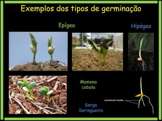 Exemplos dos tipos de germinação
Epígea

Hipógea

Mamona
cebola

Sorgo
Seringueira

 