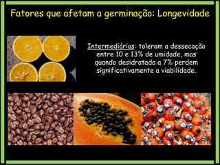 Fatores que afetam a germinação: Longevidade
Intermediárias: toleram a dessecação
entre 10 e 13% de umidade, mas
quando desidratada a 7% perdem
significativamente a viabilidade.

 