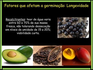 Fatores que afetam a germinação: Longevidade
Recalcitrantes: teor de água varia
entre 60 e 70% de sua massa
fresca, não tolerando dessecação
em níveis de umidade de 15 a 20%;
viabilidade curta.

 
