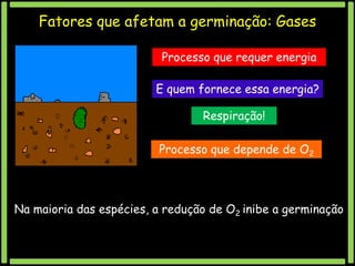 Fatores que afetam a germinação: Gases
Processo que requer energia
E quem fornece essa energia?

Respiração!
Processo que depende de O2

Na maioria das espécies, a redução de O2 inibe a germinação

 