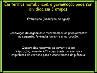 Em termos metabólicos, a germinação pode ser
dividida em 3 etapas
Embebição (Absorção de água);

Reativação de organelas e macromoléculas preexistentes
na semente, formadas durante a maturação;
Quebra das reservas da semente e sua
respiração, gerando ATP como fonte de energia e
esqueletos de carbono para o crescimento da plântula.

 