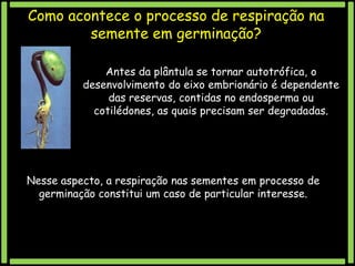 Como acontece o processo de respiração na
semente em germinação?
Antes da plântula se tornar autotrófica, o
desenvolvimento do eixo embrionário é dependente
das reservas, contidas no endosperma ou
cotilédones, as quais precisam ser degradadas.

Nesse aspecto, a respiração nas sementes em processo de
germinação constitui um caso de particular interesse.

 