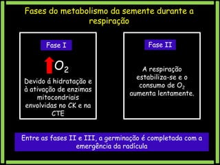 Fases do metabolismo da semente durante a
respiração
Fase I

O2
Devido á hidratação e
à ativação de enzimas
mitocondriais
envolvidas no CK e na
CTE

Fase II
A respiração
estabiliza-se e o
consumo de O2
aumenta lentamente.

Entre as fases II e III, a germinação é completada com a
emergência da radícula

 
