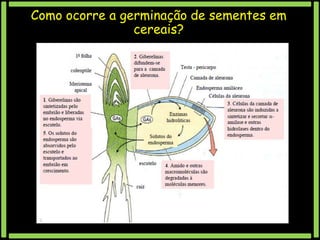 Como ocorre a germinação de sementes em
cereais?

 