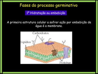 Fases do processo germinativo
1º Hidratação ou embebição
A primeira estrutura celular a sofrer ação por embebição de
água é a membrana.

 