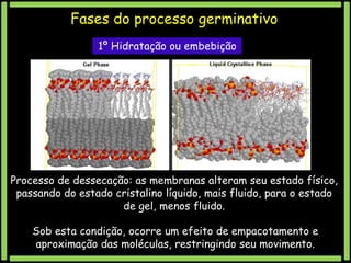 Fases do processo germinativo
1º Hidratação ou embebição

Processo de dessecação: as membranas alteram seu estado físico,
passando do estado cristalino líquido, mais fluido, para o estado
de gel, menos fluido.
Sob esta condição, ocorre um efeito de empacotamento e
aproximação das moléculas, restringindo seu movimento.

 