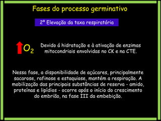 Fases do processo germinativo
2º Elevação da taxa respiratória

O2

Devido á hidratação e à ativação de enzimas
mitocondriais envolvidas no CK e na CTE.

Nessa fase, a disponibilidade de açúcares, principalmente
sacarose, rafinose e estaquiose, mantém a respiração. A
mobilização das principais substâncias de reserva - amido,
proteínas e lipídios - ocorre após o início do crescimento
do embrião, na fase III da embebição.

 