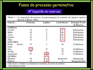 Fases do processo germinativo
4º Digestão de reservas

 