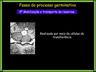 Fases do processo germinativo
5º Mobilização e transporte de reservas

Realizada por meio de células de
transferência

 