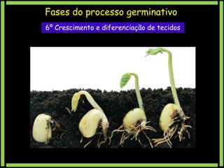 Fases do processo germinativo
6º Crescimento e diferenciação de tecidos

 