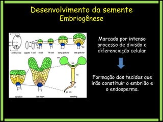 Desenvolvimento da semente
Embriogênese

Marcada por intenso
processo de divisão e
diferenciação celular

Formação dos tecidos que
irão constituir o embrião e
o endosperma.

 