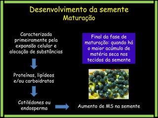 Desenvolvimento da semente
Maturação

Caracterizada
primeiramente pela
expansão celular e
alocação de substâncias

Final da fase de
maturação: quando há
o maior acúmulo de
matéria seca nos
tecidos da semente

Proteínas, lipídeos
e/ou carboidratos

Cotilédones ou
endosperma

Aumento de MS na semente

 
