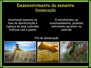 Desenvolvimento da semente
Dessecação

Acentuado aumento na
taxa de desidratação e
ruptura de suas conexões
tróficas com a planta

O metabolismo cai
acentuadamente, podendo
entretanto persistir no
embrião

Fim da dessecação

 