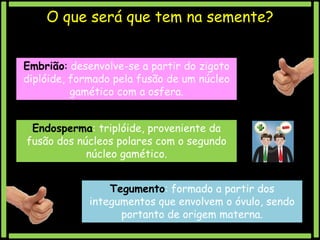O que será que tem na semente?
Embrião: desenvolve-se a partir do zigoto
diplóide, formado pela fusão de um núcleo
gamético com a osfera.
Endosperma: triplóide, proveniente da
fusão dos núcleos polares com o segundo
núcleo gamético.
Tegumento: formado a partir dos
integumentos que envolvem o óvulo, sendo
portanto de origem materna.

 