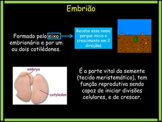 Embrião
Formado pelo eixo
embrionário e por um
ou dois cotilédones.

Recebe esse nome
porque inicia o
crescimento em 2
direções

É a parte vital da semente
(tecido meristemático), tem
função reprodutiva sendo
capaz de iniciar divisões
celulares, e de crescer.

 