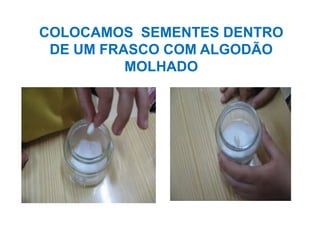COLOCAMOS SEMENTES DENTRO
 DE UM FRASCO COM ALGODÃO
          MOLHADO
 