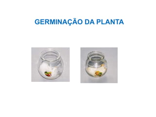 GERMINAÇÃO DA PLANTA
 