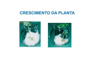 CRESCIMENTO DA PLANTA
 