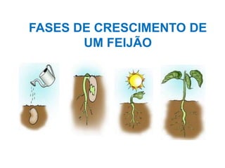 FASES DE CRESCIMENTO DE
       UM FEIJÃO
 