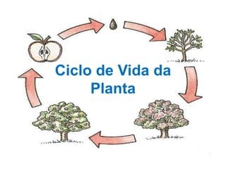 Ciclo de Vida da
     Planta
 