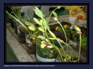blogspot.com%2F2011%2F10%2Fgerminacao-de-feijao-alunos-do-ensino.html
 