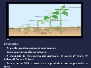 http://portaldoprofessor.mec.gov.br/storage/discovirtual/aulas/7835/imagens/germinao.
jpg
CONCLUSÃO:
As plantas crescem assim como os animais.
Sem água e luz as plantas morrem.
A sequência do crescimento das plantas é: 1º raízes, 2º caule, 3º
folhas, 4º flores e 5º fruto.
Para o pé de feijão crescer mais e produzir é preciso plantá-lo na
terra.
 