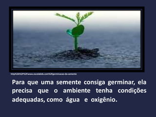 http%3A%2F%2Fwww.escolakids.com%2Fgerminacao-da-semente
Para que uma semente consiga germinar, ela
precisa que o ambiente tenha condições
adequadas, como água e oxigênio.
 