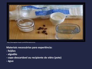 Materiais necessários para experiência:
- feijões
- algodão
- copo descartável ou recipiente de vidro (pote)
- água
http://biomagister.haaan.com%2Ffeiradeciencias
 