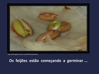 http://biomagister.haaan.com%2Ffeiradeciencias
Os feijões estão começando a germinar ...
http://www.greenpower.net.br/blog/?p=156
 