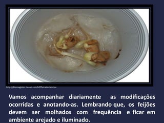 Vamos acompanhar diariamente as modificações
ocorridas e anotando-as. Lembrando que, os feijões
devem ser molhados com frequência e ficar em
ambiente arejado e iluminado.
http://biomagister.haaan.com%2Ffeiradeciencias
 