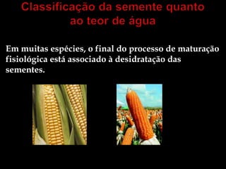 Em muitas espécies, o final do processo de maturação
fisiológica está associado à desidratação das
sementes.
 
