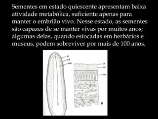 Sementes em estado quiescente apresentam baixa
atividade metabólica, suficiente apenas para
manter o embrião vivo. Nesse estado, as sementes
são capazes de se manter vivas por muitos anos;
algumas delas, quando estocadas em herbários e
museus, podem sobreviver por mais de 100 anos.
 