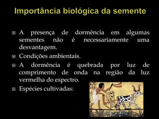    A presença de dormência em algumas
    sementes não é necessariamente uma
    desvantagem.
   Condições ambientais.
   A dormência é quebrada por luz de
    comprimento de onda na região da luz
    vermelha do espectro.
   Espécies cultivadas:
 