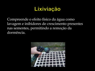 Compreende o efeito físico da água como
lavagem e inibidores de crescimento presentes
nas sementes, permitindo a remoção da
dormência.
 