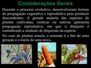 Durante o processo evolutivo, desenvolveram formas
de propagação vegetativa e reprodutiva para produzir
descendentes. A grande maioria das espécies de
plantas cultivadas, exóticas ou nativas apresenta
propagação reprodutiva, em que o diásporo é
considerado a unidade de dispersão da espécie.
No caso de plantas anuais, a semente é o fim de uma
geração e o inicio de uma nova.
 